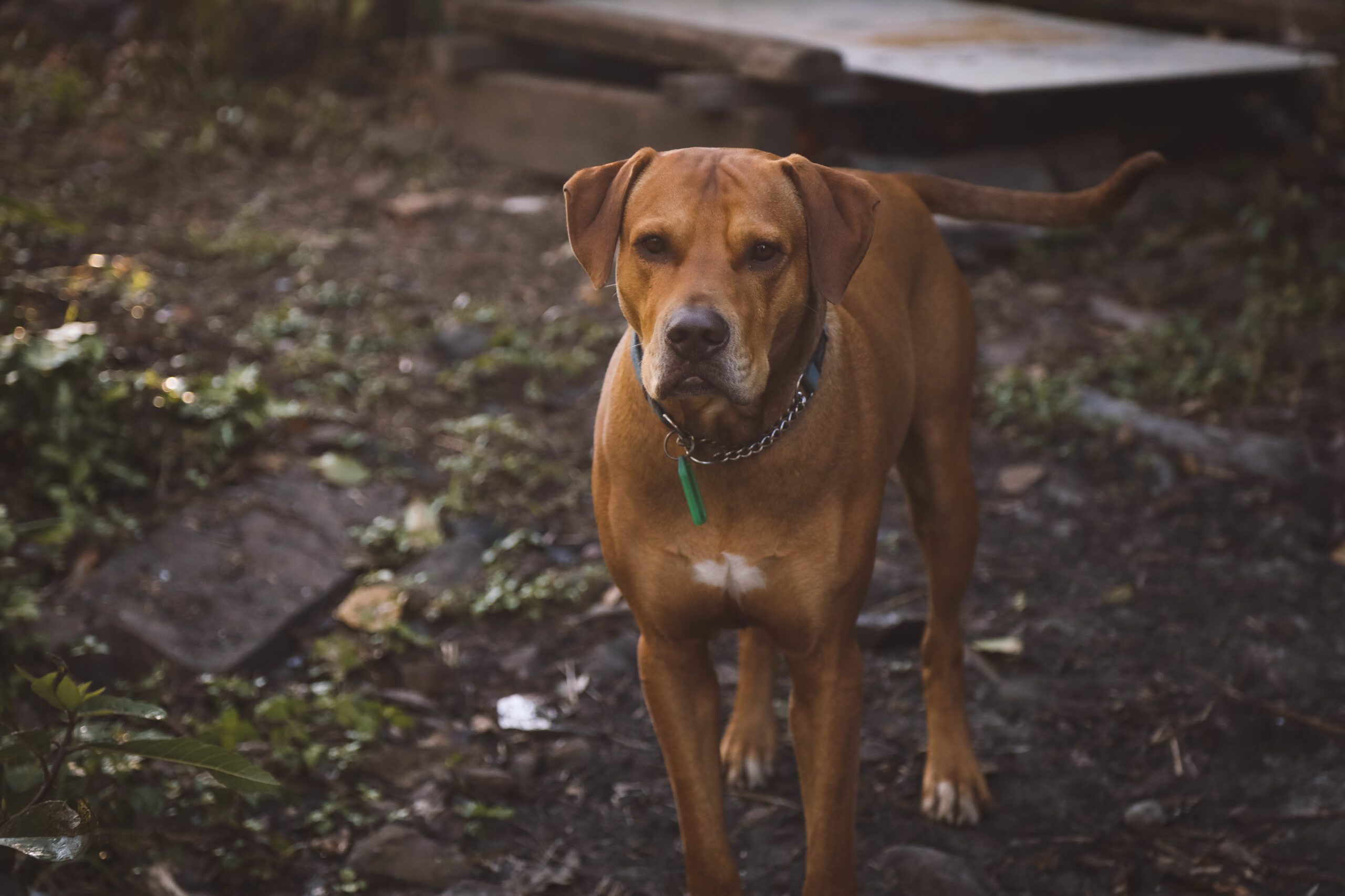 8 dicas para cachorros saudáveis 1 Cute brown Rhodesian Ridgeback dog standing on the wet soil in the garden