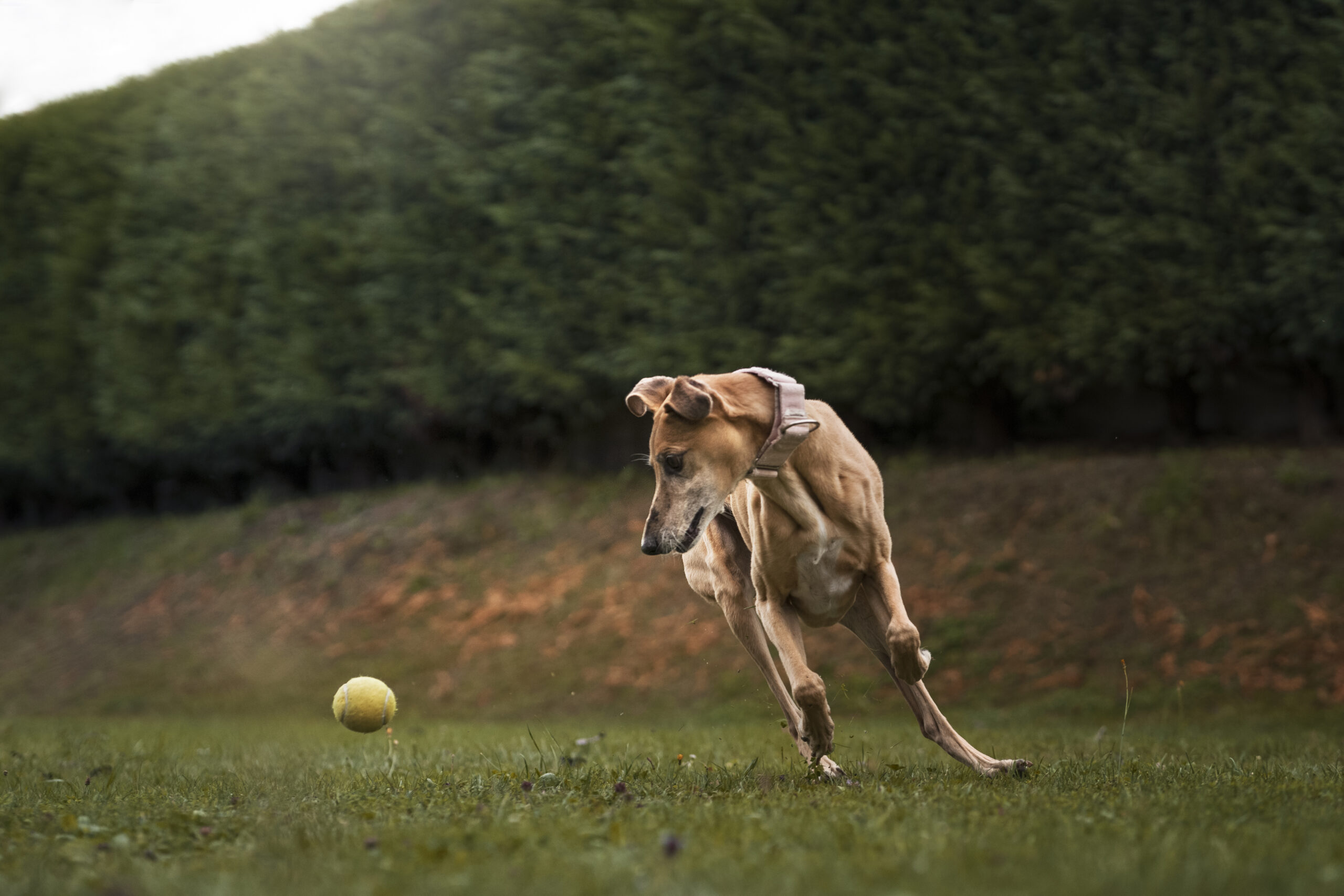 cute-greyhound-dog-playing-outside