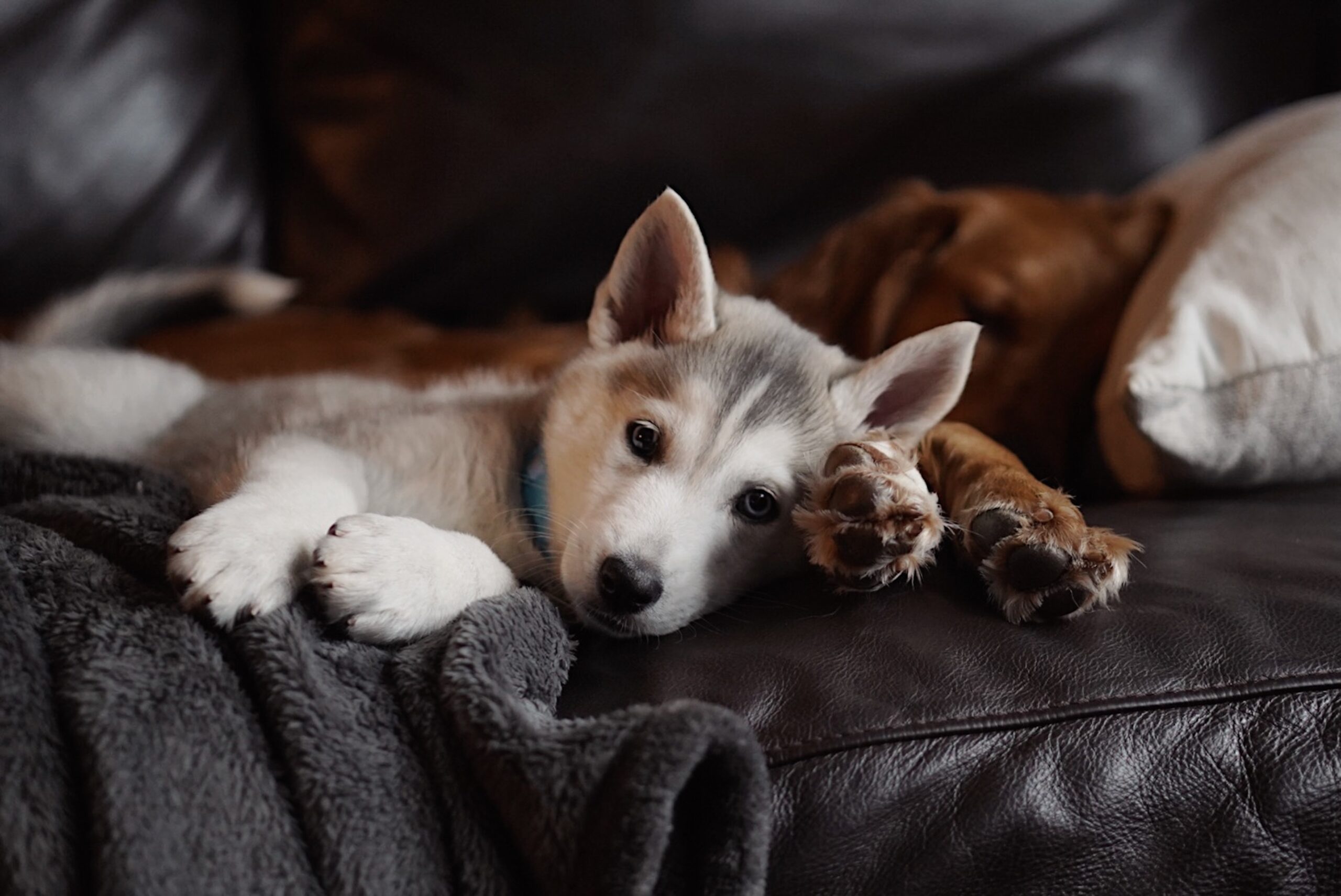 Domestic cute Czechoslovakian husky puppy laying with an adult Golden Retriever on a couch