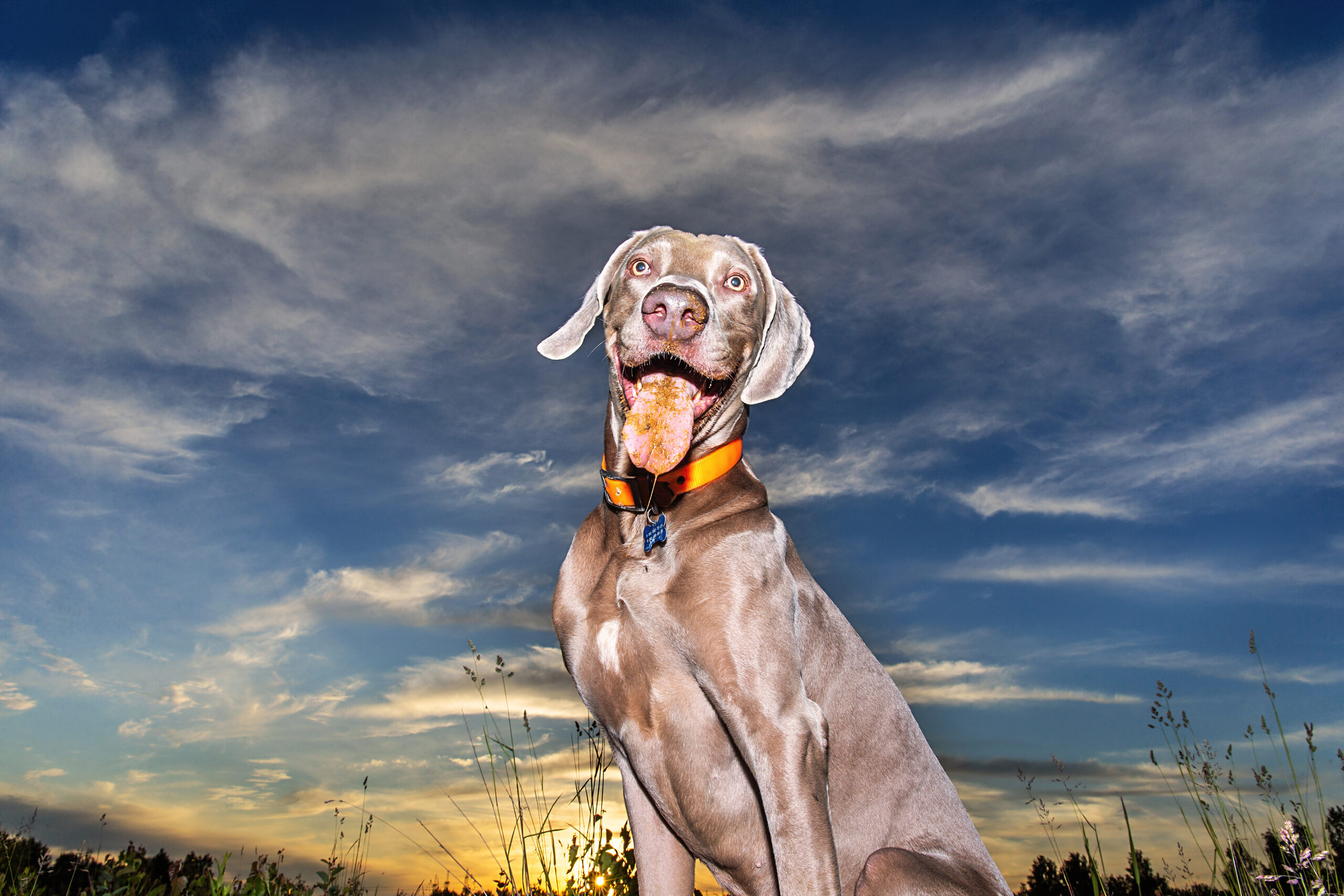 Adorable Weimaraner dog at walk looking in camera during sunset