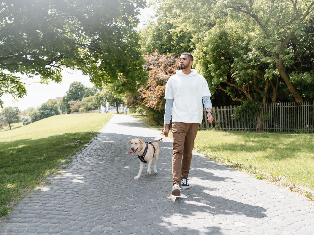 Cachorro fez xixi com sangue? Descubra as causas e tratamentos 13 Cachorro fez xixi com sangue