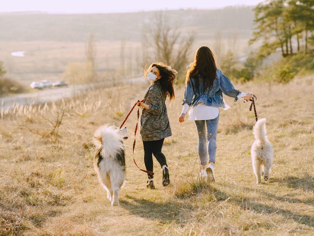 cães no campo