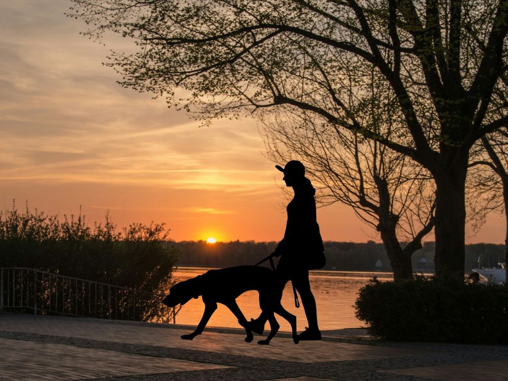 Como passear com o cachorro com segurança