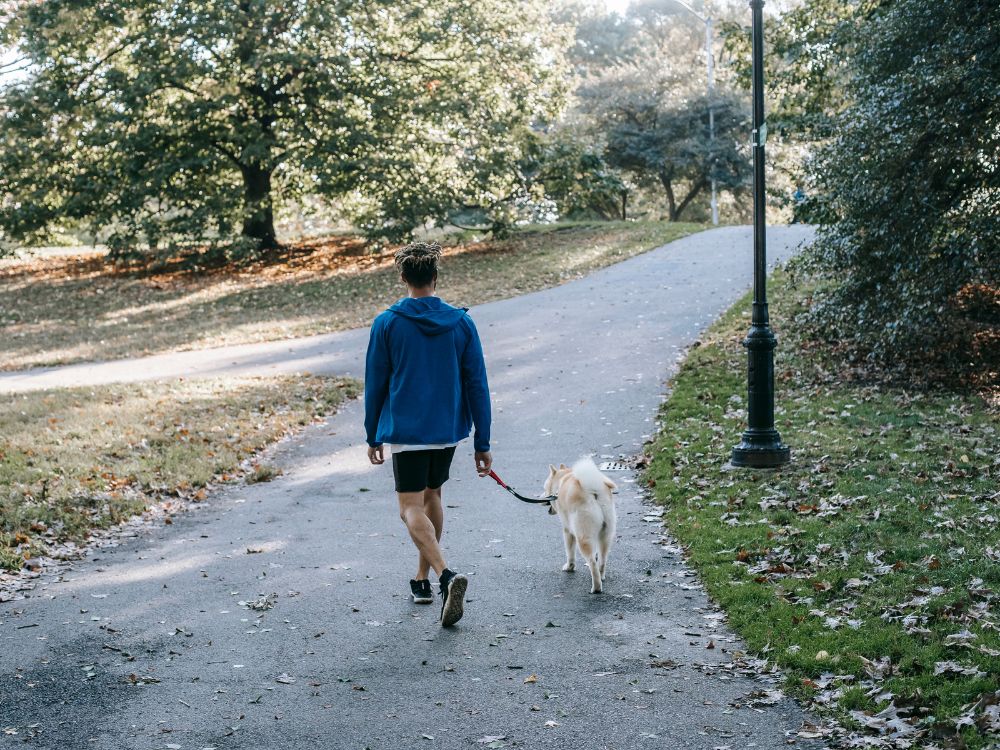 Como passear com o cachorro com segurança