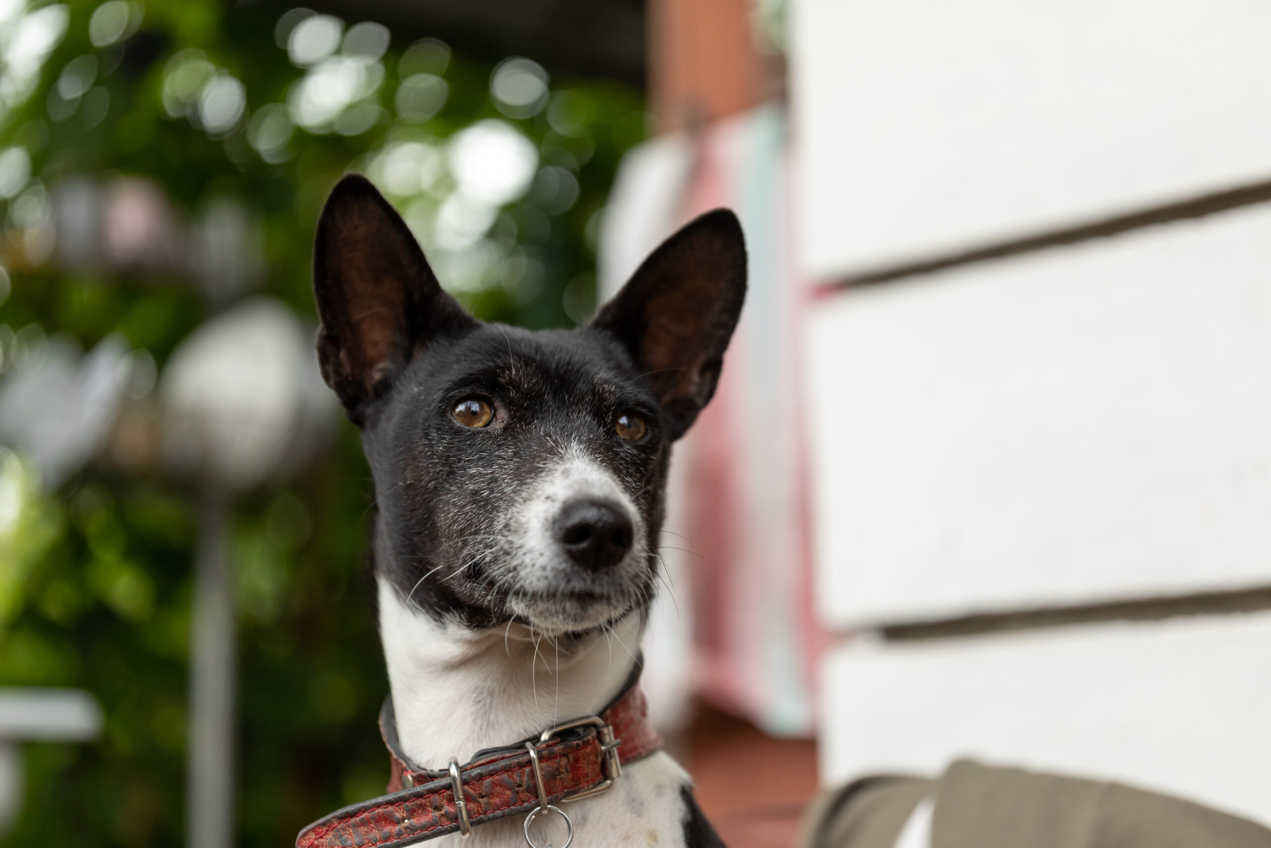 Large portrait of a Basenji dog near the house