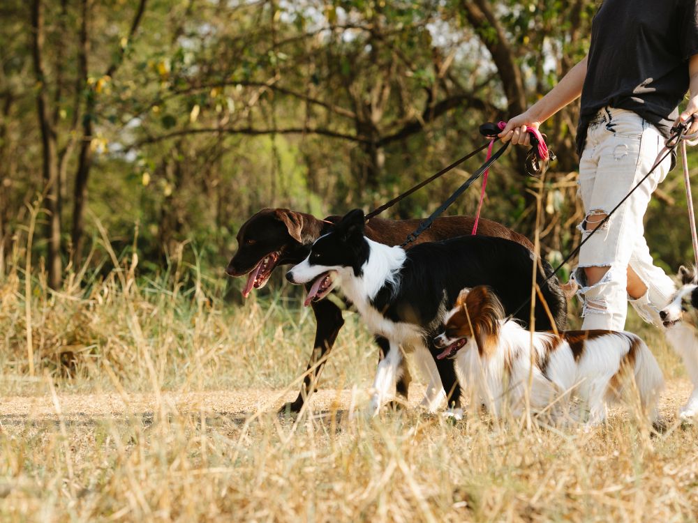 O que faz um dog walker? Entenda! 1 o que faz um dog walker