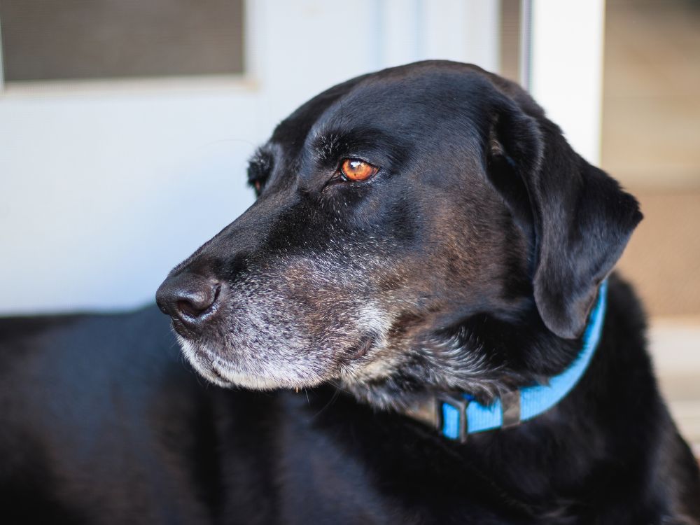 presente para o seu cachorro