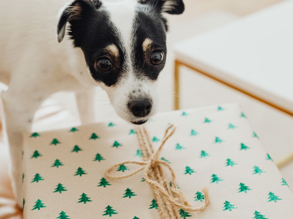 presente para o cachorro