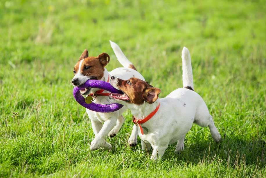 dois cães no parque