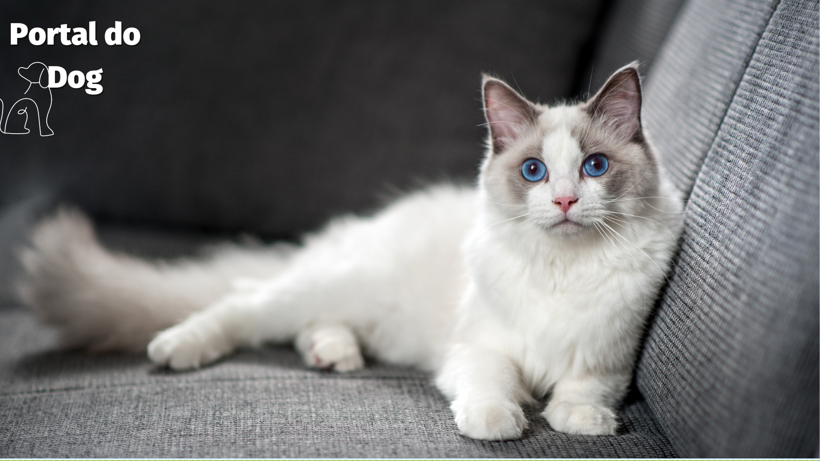 Gatos fofos: conheça as principais raças 1 Ragdoll