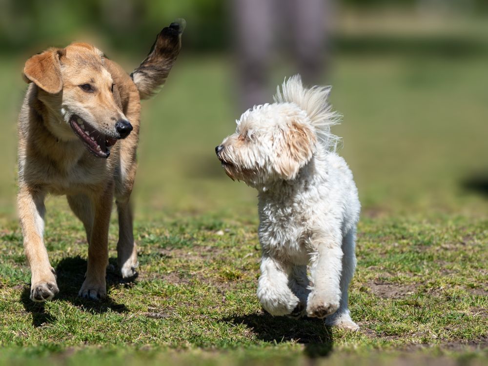 dois cães juntos