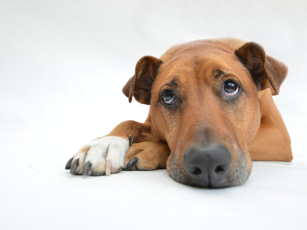 Saiba tudo o que os cachorros não gostam de jeito nenhum!