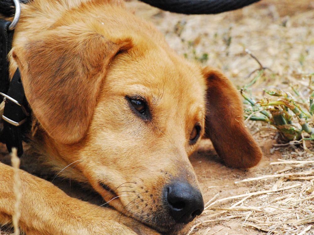 o que os cães odeiam