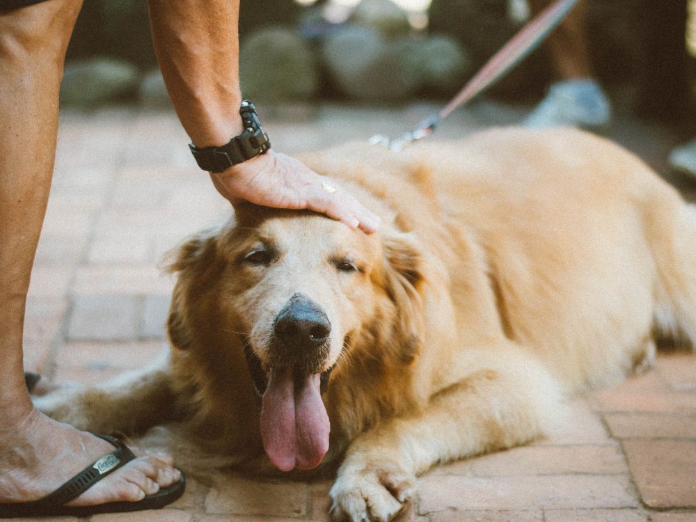 Será que faz mal para o cachorro dormir no chão