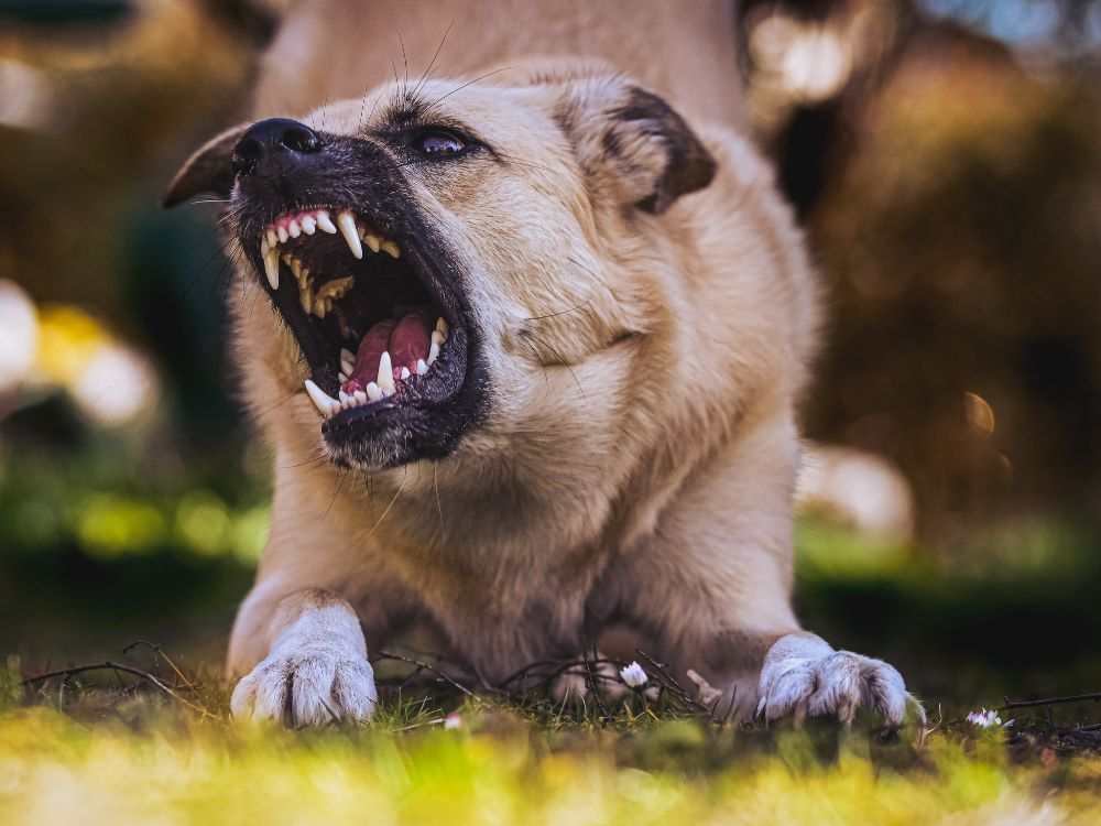 Seu cachorro morde quando recebe carinho