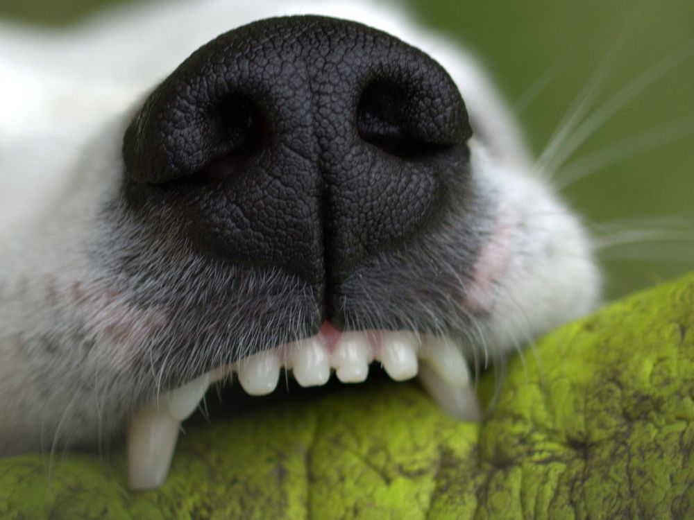 dentes do cão