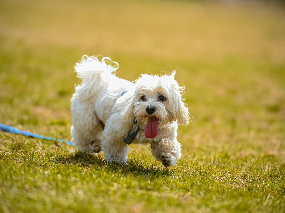 cachorro que não precisa passear