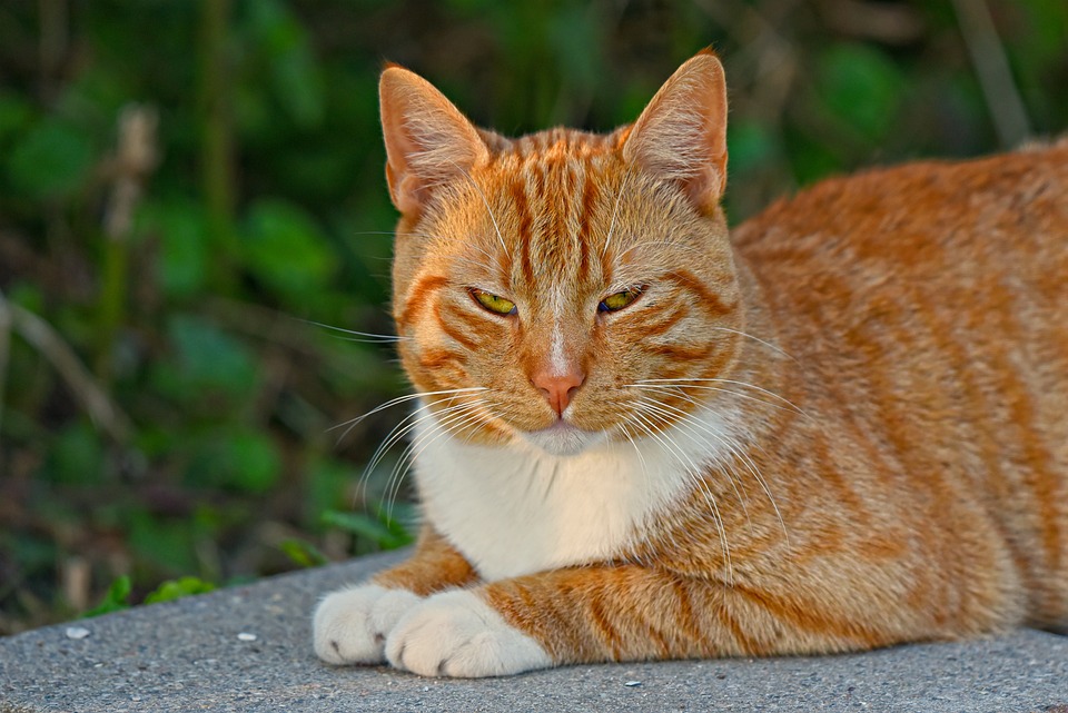 gato ataca com frequência