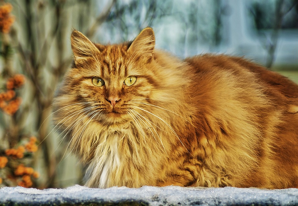 O que fazer quando o gato ataca com frequência? 1 Gato