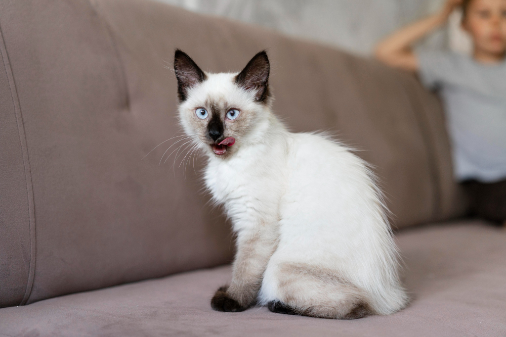 Gatos brancos: Conheça os gatos brancos mais fofos e encantadores 2 gato branco