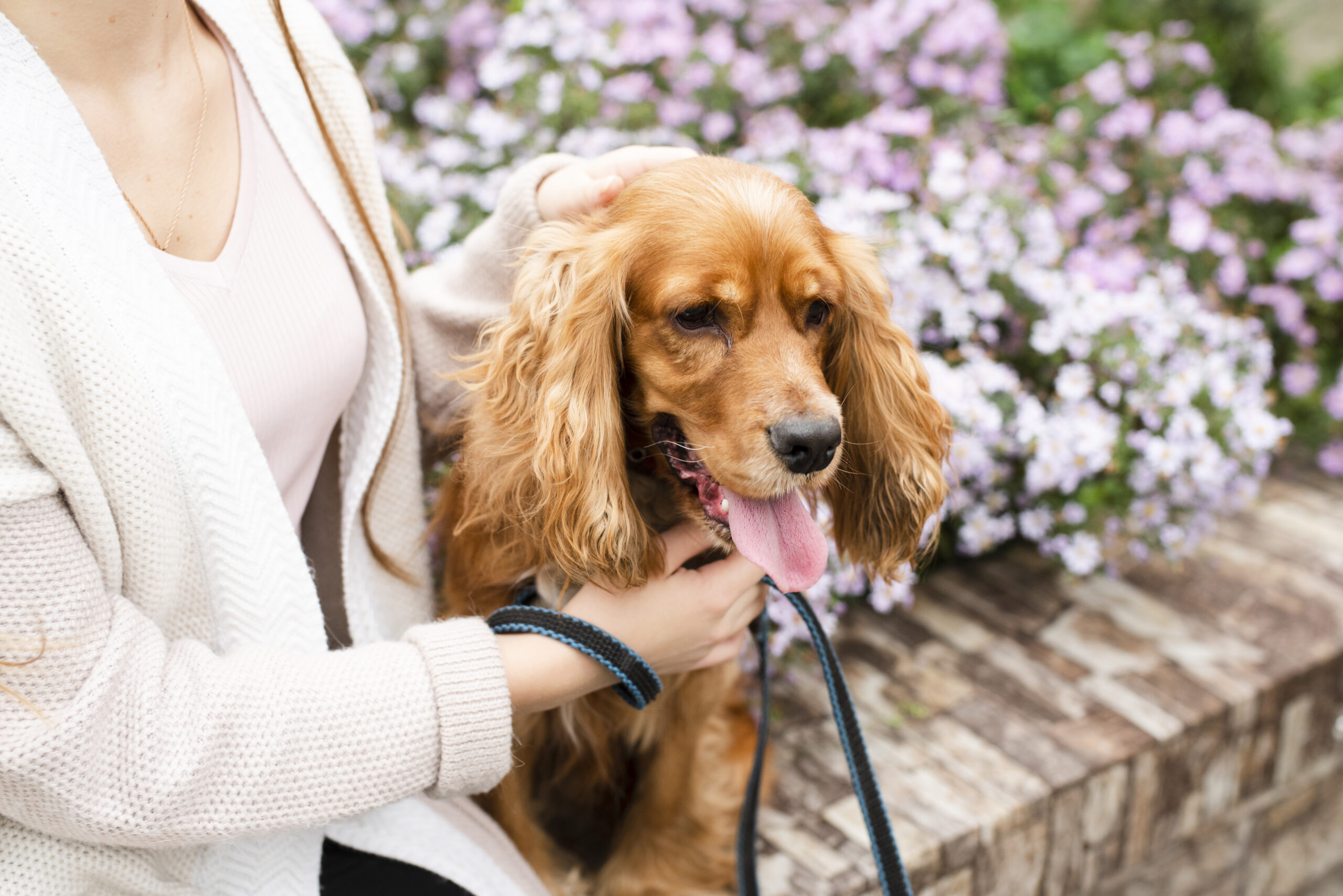 close-up-lovely-cocker-spaniel-outdoor