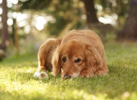 Closeup of a cute Golden retriever laying on the grass looking toward the camera on a suuny day