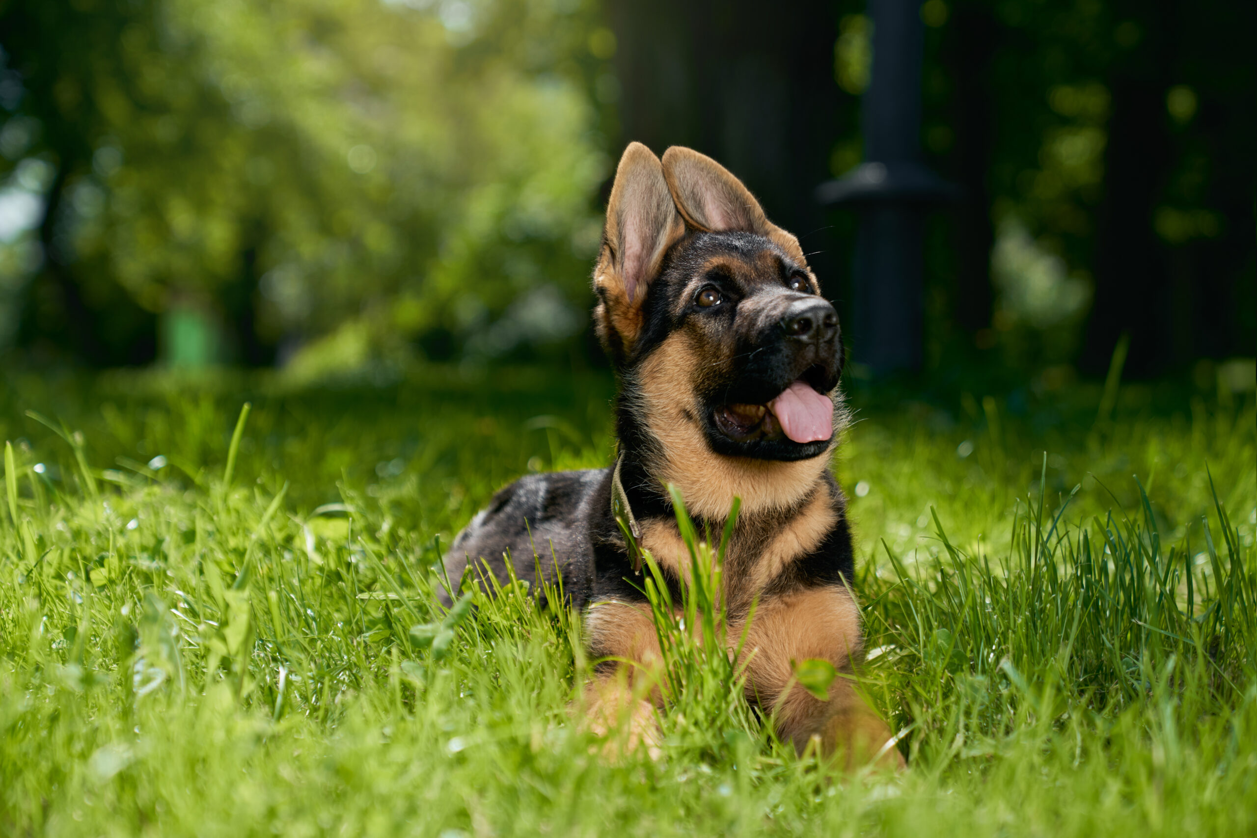 Curious german shepherd puppy lying on grass