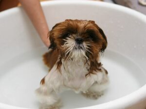 Cachorro dentro da banheira - Foto: Canva