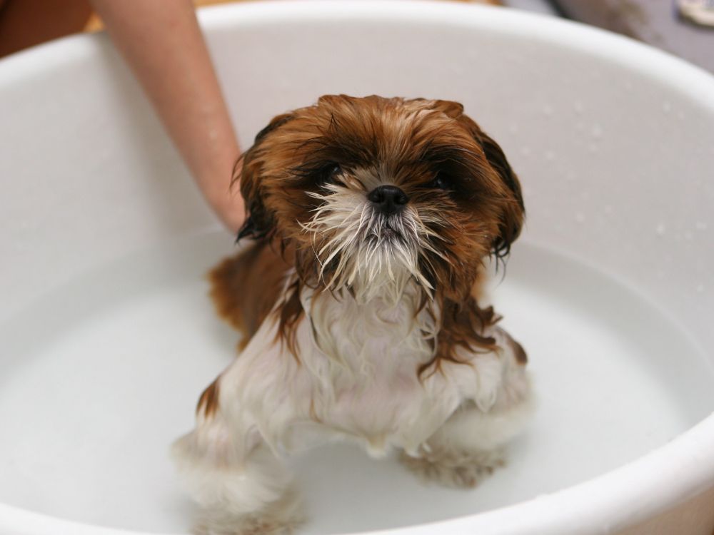 dar banho no cachorro com segurança