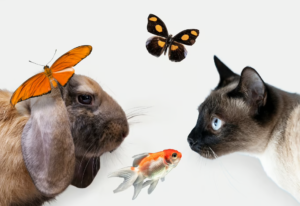 Gatos e coelhos - Foto: Freepik