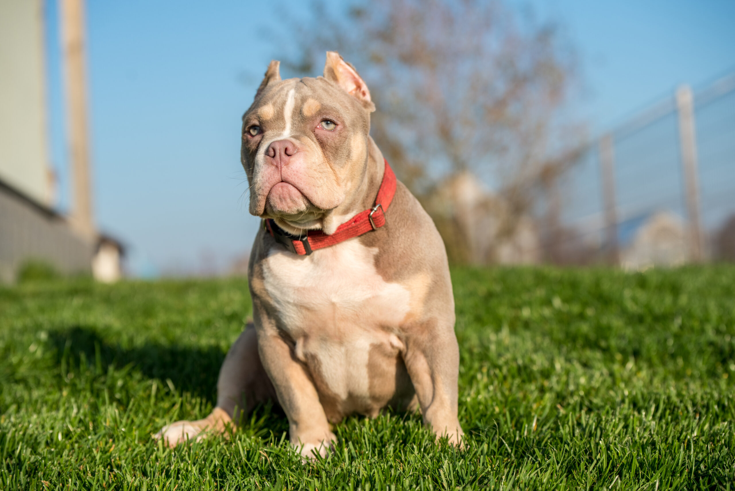 A pocket male American Bully puppy dog sitting on grass