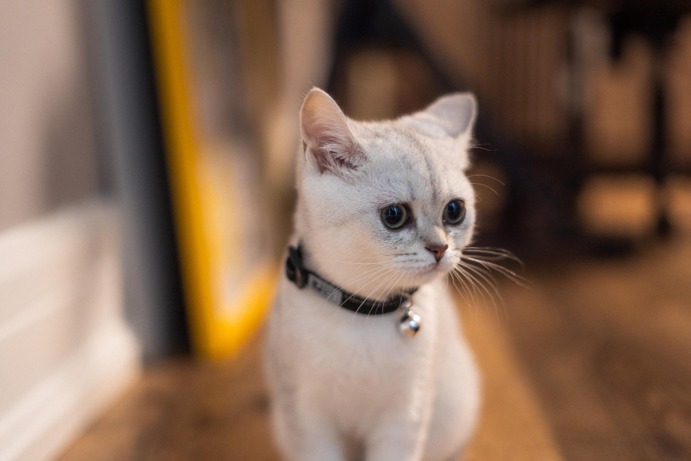 gato branco