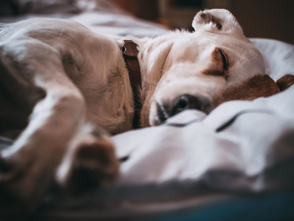 Cachorro está sempre cansado