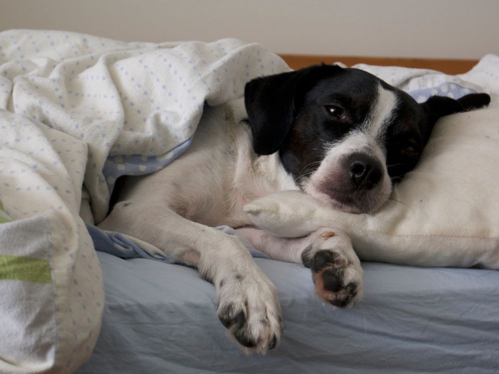 cão deitado