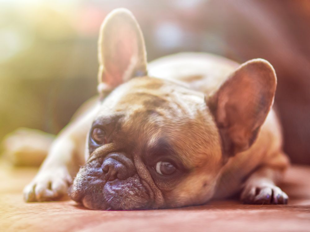 Cachorro está sempre cansado