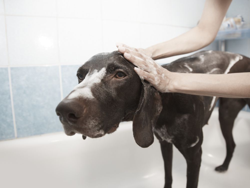 dando banho no cachorro