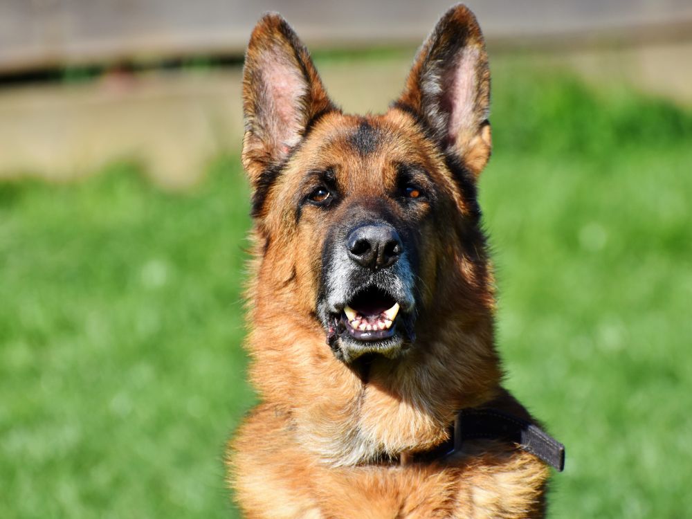 Como cuidar dos ouvidos do cachorro