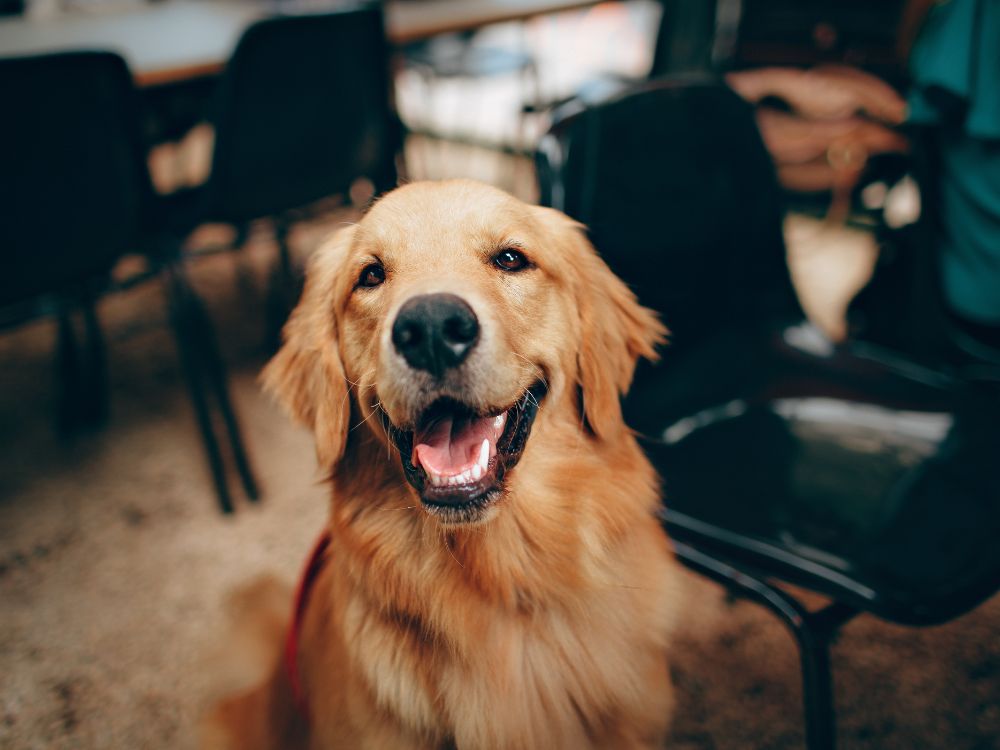 como evitar o estresse em cães