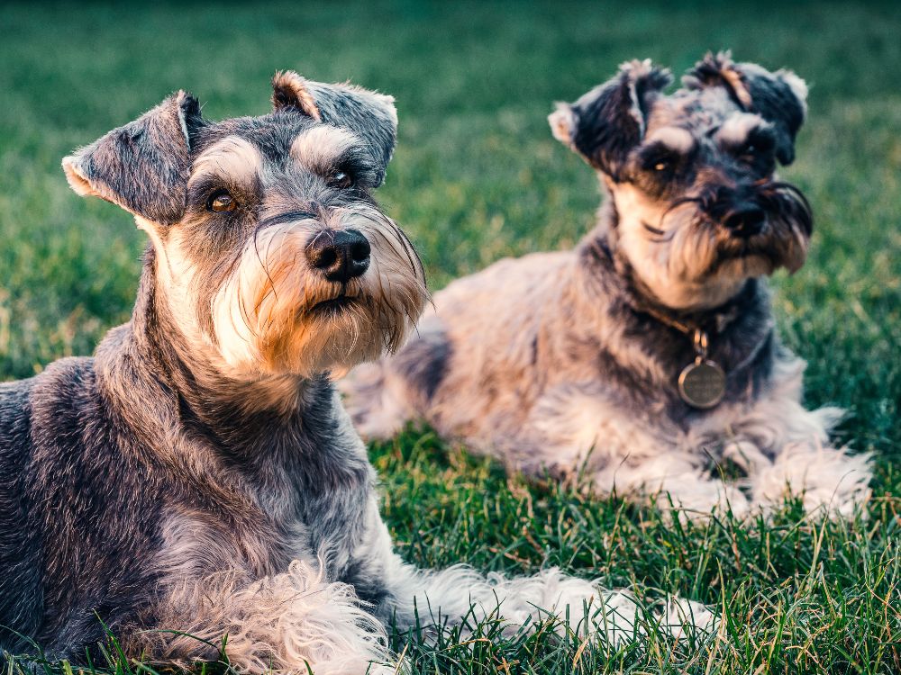 dois cães fofos