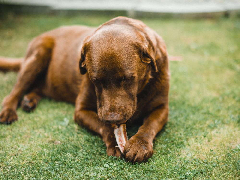 cão fofo