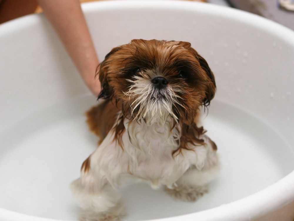 Meu cachorro não gosta de banho