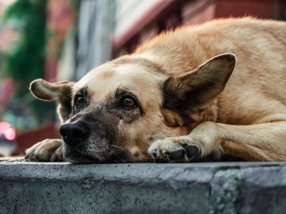 cachorro deitado