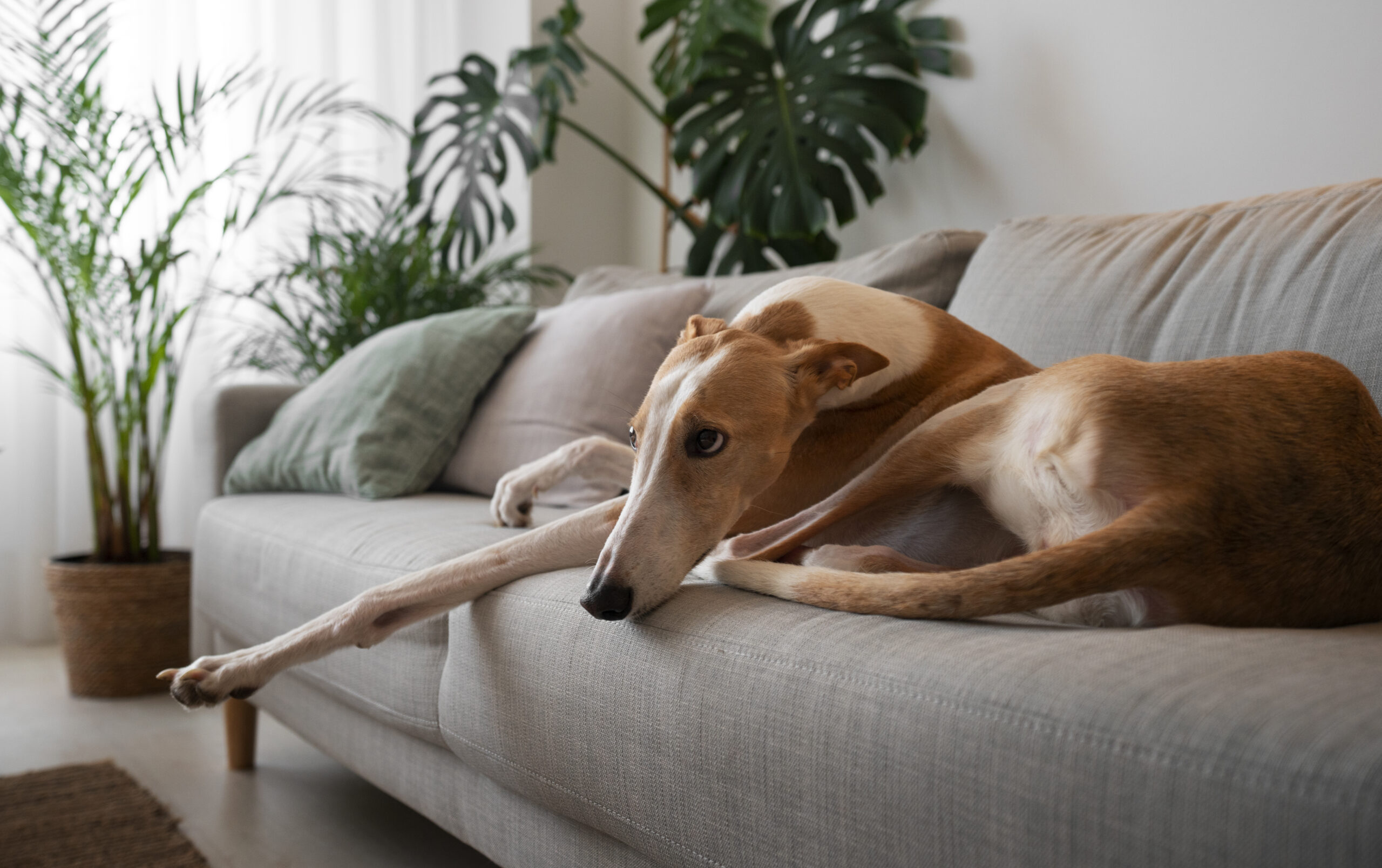 adorable-greyhound-dog-home-couch