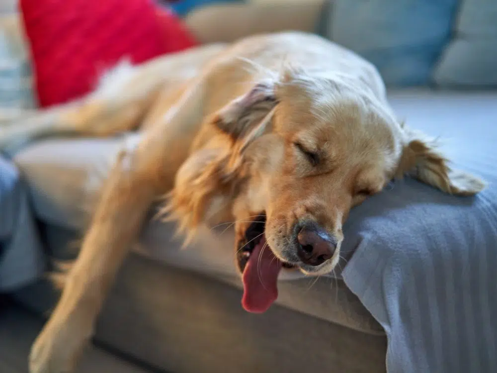 cão fofo dormindo