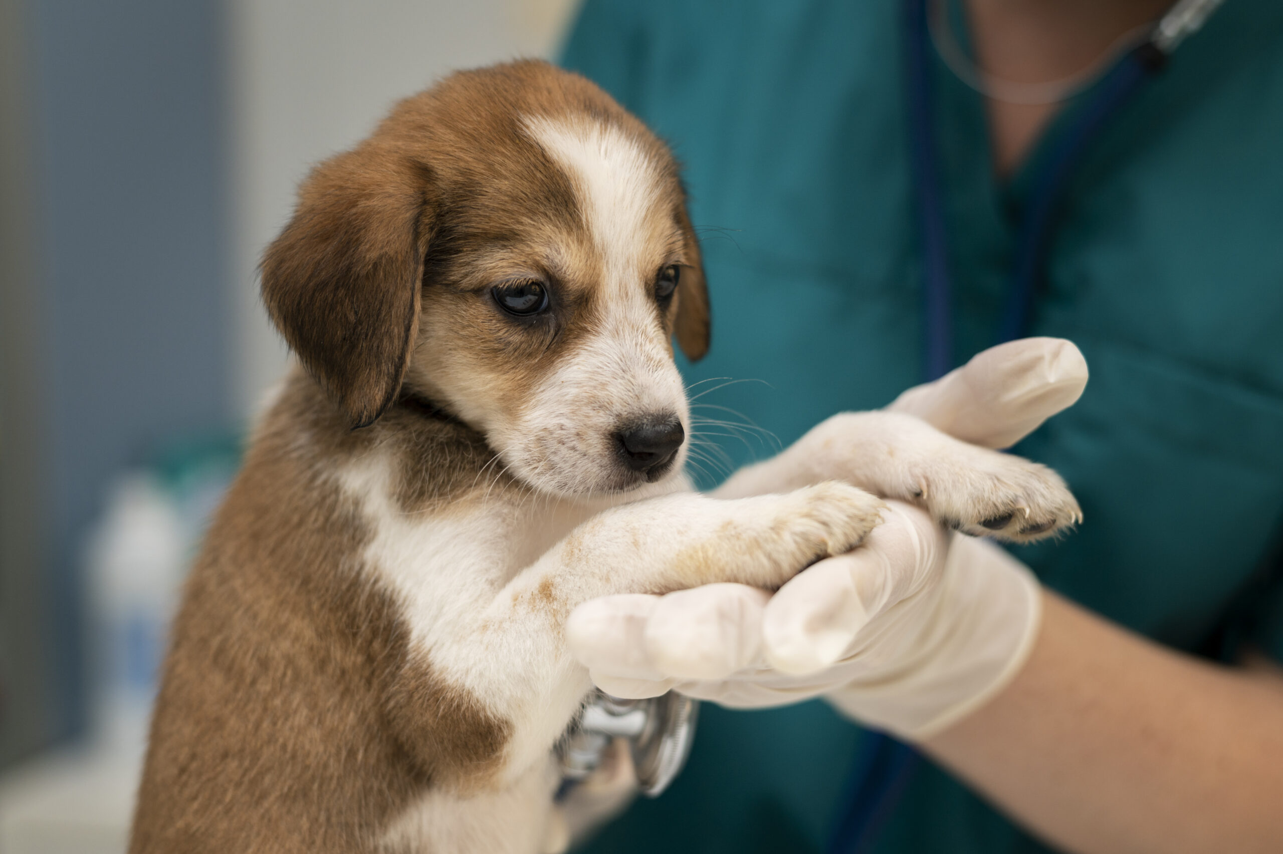 close-up-veterinarian-taking-care-dog (1)