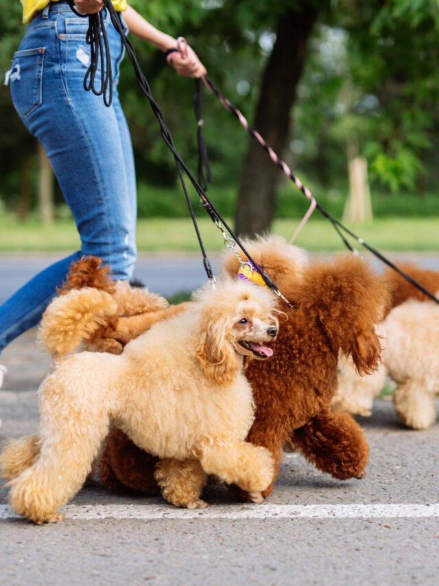 beautiful-middle-age-blonde-woman-enjoys-walking-with-her-adorable-miniature-poodles