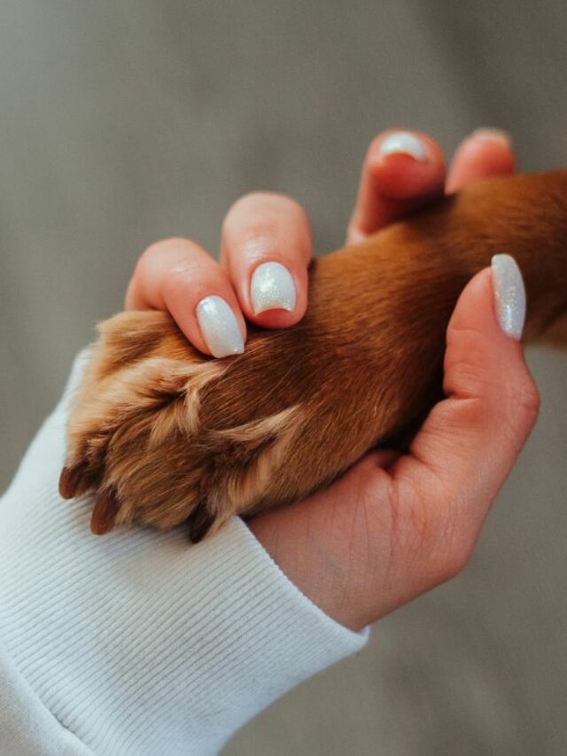 como cuidar das unhas do cachorro