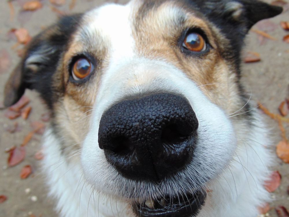 cuidados com os dentes do cachorro