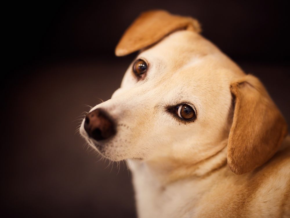 cachorro fazendo pose