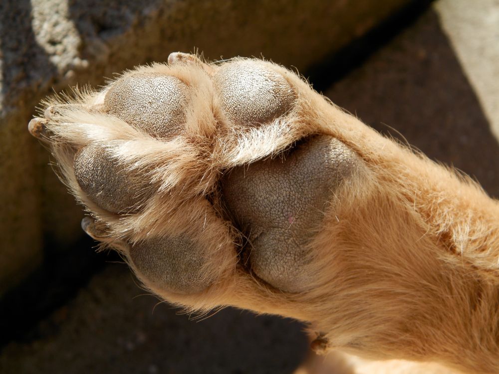 como cuidar das unhas do cachorro